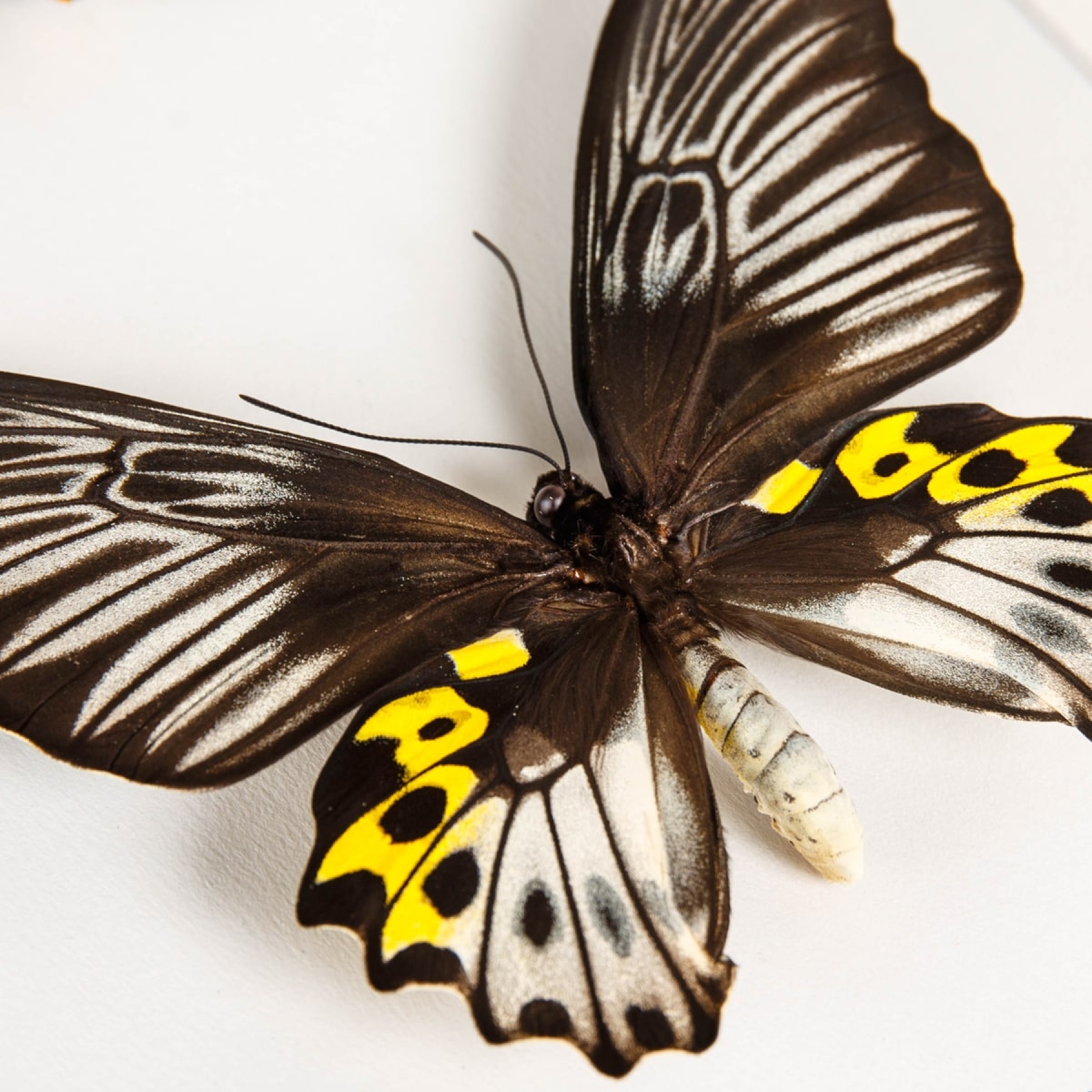 Minibeast The Rippons Birdwings Male & Female Pair In Box Frame (Troides hypolitus)